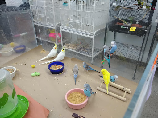 Bird Shop «Paterson Bird Store», reviews and photos, 13 Furler St # 1, Totowa, NJ 07512, USA