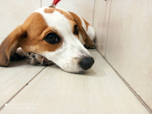 Pensioni per cani e dog hotel a Fashion Dog & Cat di Lavina Musmeci