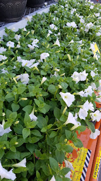 Garden Center at The Home Depot - Photo 5 - Car repair in Flowery Branch, GA, Gainesville