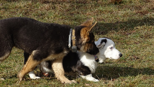 Dog Trainer «Awesome Dawgs Dog Training LLC», reviews and photos, 3052 Pricetown Rd, Temple, PA 19560, USA