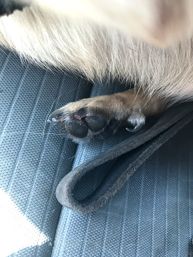 Pet Supply Store «Petco Animal Supplies», reviews and photos, 10383 Reisterstown Rd, Owings Mills, MD 21117, USA