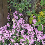 Photo n°3 de l'avis de Lu. fait le 07/06/2018 à 16:04 sur le  Camping's Sun Melchio Erika à Demonte