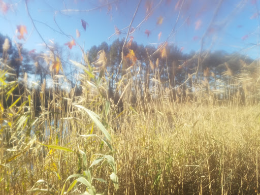 Nature Preserve «Wye Island Natural Resources Management Area», reviews and photos, 632 Wye Island Rd, Queenstown, MD 21658, USA