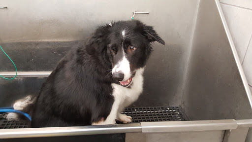 Pet Supply Store «Pet Supplies Plus», reviews and photos, 713 Brandilynn Blvd, Cedar Falls, IA 50613, USA