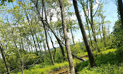 Julie J. Metz Neabsco Creek Wetlands Preserve