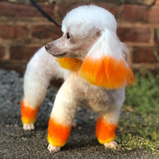 Pet Groomer «The Fetch House», reviews and photos, 130 W Washington St, Madison, GA 30650, USA