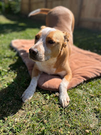 Bark ‘N Board - Photo 5 - Car repair in , Rochester