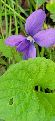 Museum «Barclay Farmstead Museum», reviews and photos, 209 Barclay Ln, Cherry Hill, NJ 08034, USA