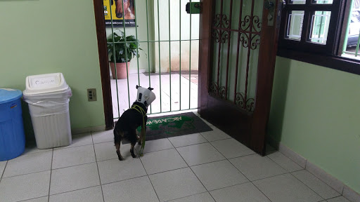 Noah's Ark Veterinary Clinic em São José dos Campos - SP