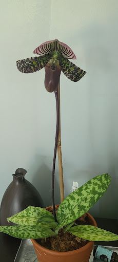 Florist «Toadflax Inc», reviews and photos, 5500 Walnut St, Pittsburgh, PA 15232, USA