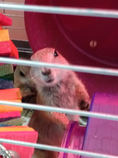 Pet Store «Last Place on Earth Pet Store», reviews and photos, 1461 E Franklin Blvd, Gastonia, NC 28054, USA