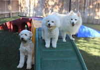 Pet Paradise Wilmington - Photo 7 - Car repair in Wilmington, NC, Wilmington