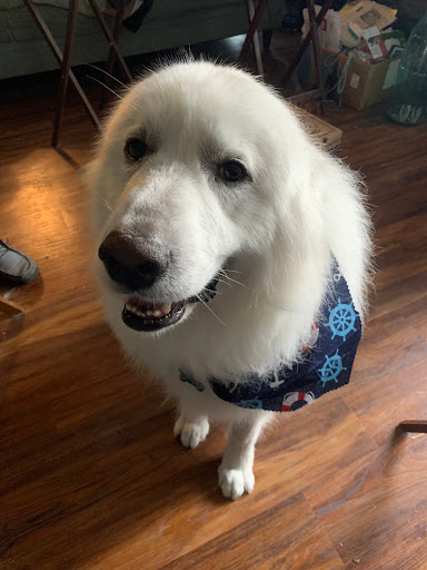 Pet Supply Store «Petco Animal Supplies», reviews and photos, 325 Paul Huff Parkway, Cleveland, TN 37312, USA