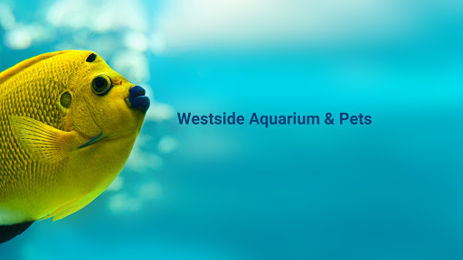 Tropical Fish Store «Westside Aquarium & Pets», reviews and photos, 3402 S Dale Mabry Hwy, Tampa, FL 33629, USA