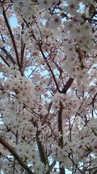 三島楊子公園