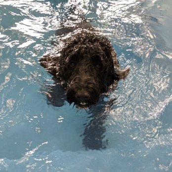 Dog Park «Wiggly Field Dog Friendly Area», reviews and photos, 2645 N Sheffield Ave, Chicago, IL 60614, USA