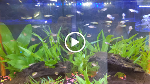 Tropical Fish Store «The Fish Store», reviews and photos, 2050 Chamblee Tucker Rd, Chamblee, GA 30341, USA