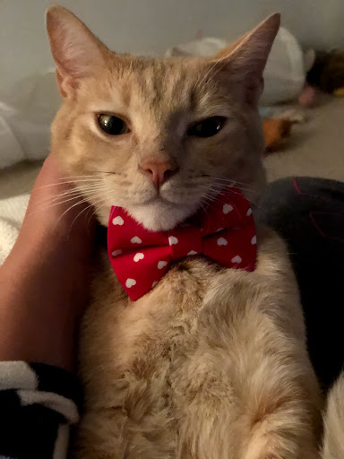 Pet Store «Healthy Spot», reviews and photos, 4718 Lincoln Blvd, Marina Del Rey, CA 90292, USA