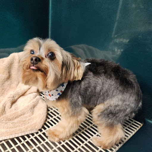 Magic Scissors Dog Grooming