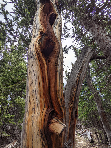 Nature Preserve «Mount Goliath Natural Area», reviews and photos, Mt Evans Rd, Evergreen, CO 80439, USA