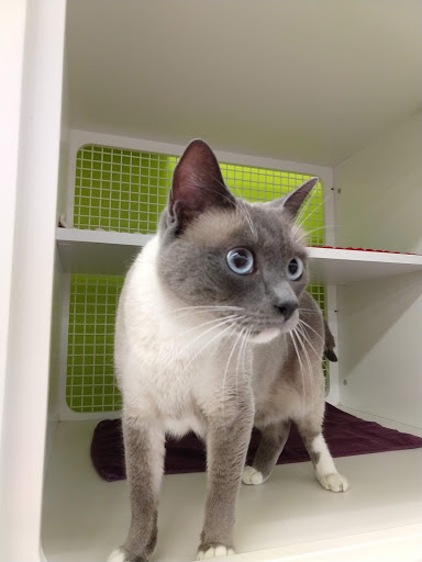 Pet Supply Store «Petco Animal Supplies», reviews and photos, 27111 167th Pl SE #113, Covington, WA 98042, USA