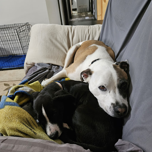 Crivitz Veterinary Hospital image