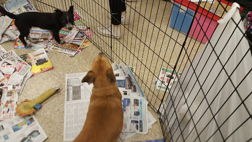 Pet Supply Store «PetSmart», reviews and photos, 470 Shaw Ave, Clovis, CA 93612, USA