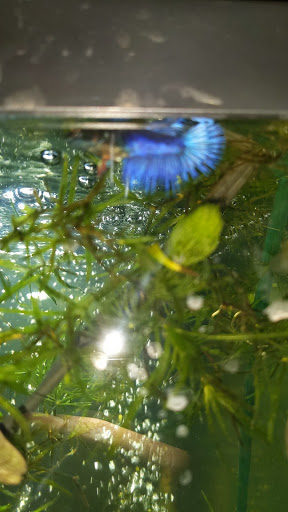 Pet Supply Store «Petco Animal Supplies», reviews and photos, 29335 Orchard Lake Rd, Farmington Hills, MI 48334, USA