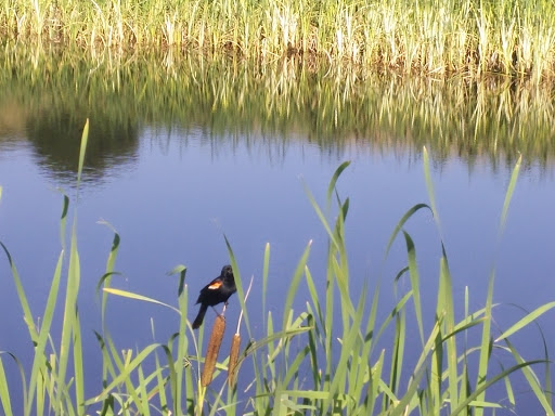 Golf Course «Red Hawk Ridge Golf Course», reviews and photos, 2156 Red Hawk Ridge Dr, Castle Rock, CO 80109, USA