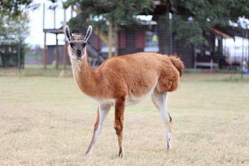 Research Institute «Center For Animal Research and Education (CARE)», reviews and photos, 245 Co Rd 3422, Bridgeport, TX 76426, USA