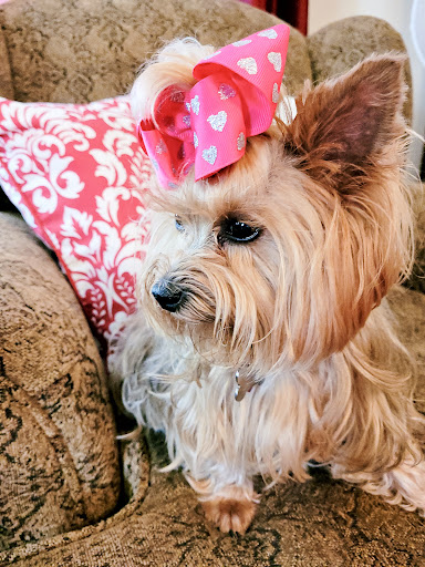 Pet Store «PetSmart», reviews and photos, 6545 North Grand Parkway West Suite 104, Spring, TX 77389, USA