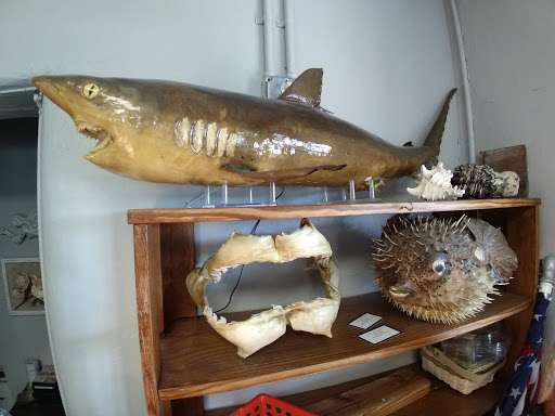 Gift Shop «Sea Shell Shoppe», reviews and photos, 120 N Austin St, Rockport, TX 78382, USA