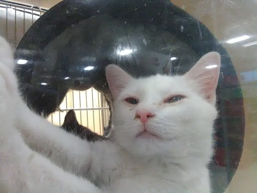 Pet Supply Store «PetSmart», reviews and photos, 5890 Trussville Crossings Pkwy, Birmingham, AL 35235, USA