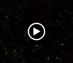 Red Rooster Tec photo