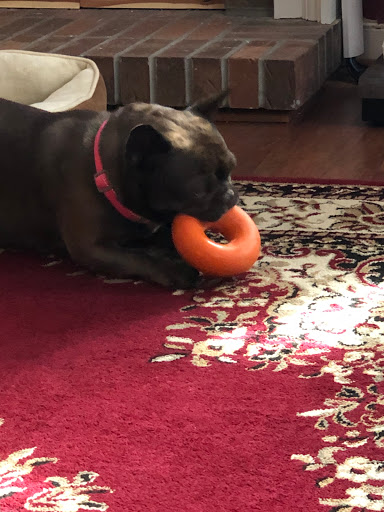 Pet Supply Store «Dog Krazy», reviews and photos, William St, Fredericksburg, VA 22401, USA