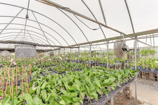 Florist «Dr Delphinium Flower & Orchid House», reviews and photos, 513 W Campbell Rd, Richardson, TX 75080, USA