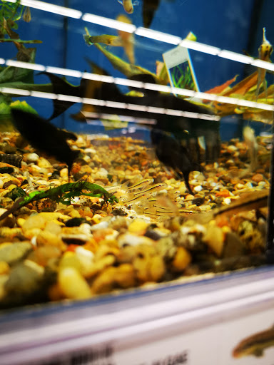 Grocery Store «Meijer», reviews and photos, 930 Colemans Crossing Blvd, Marysville, OH 43040, USA