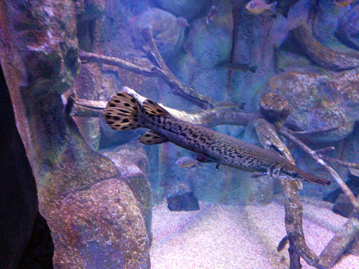 Aquarium «Via Aquarium», reviews and photos, 93 W Campbell Rd, Schenectady, NY 12306, USA