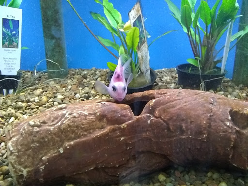 Pet Store «Fin & Feather Pet Center, Inc.», reviews and photos, 5208 Lakeside Ave, Richmond, VA 23228, USA