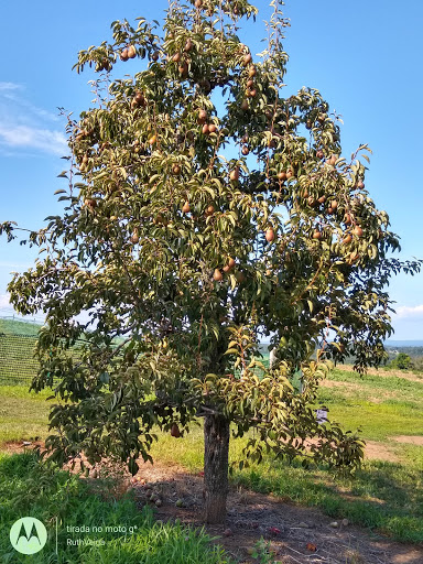 Tourist Attraction «Sunflower Maze», reviews and photos, South St, Middlefield, CT 06455, USA