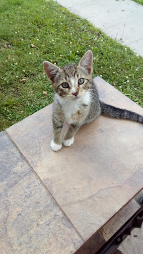 Pet Supply Store «PetSmart», reviews and photos, 1275 N Military Hwy, Norfolk, VA 23502, USA