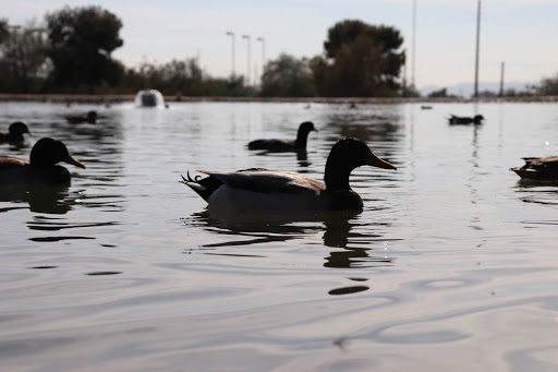 Park «Granada Park», reviews and photos, 6505 N 20th St, Phoenix, AZ 85016, USA