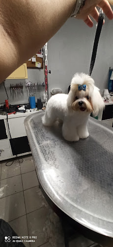 Dog Studio - Εκπαιδευτής σκύλου