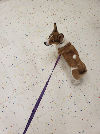 Pet Supply Store «Petco Animal Supplies», reviews and photos, 92 Cluff Crossing Rd, Salem, NH 03079, USA