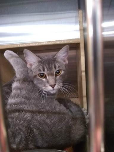 Pet Supply Store «PetSmart», reviews and photos, 12375 SW Walker Rd, Beaverton, OR 97005, USA