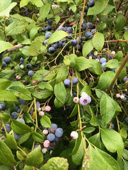 Waireka Blueberries Rotorua & Pick Your Own Blueberries