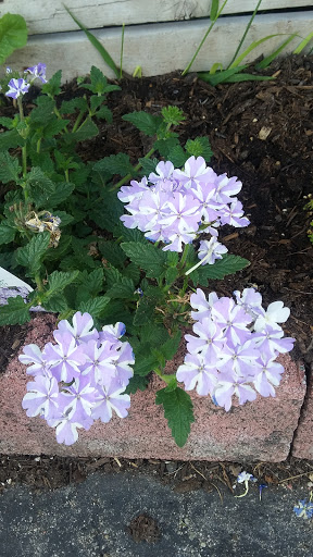 Book Store «Pipe & Thimble Bookstore», reviews and photos, 24830 Narbonne Ave, Lomita, CA 90717, USA