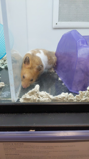 Pet Supply Store «Petco Animal Supplies», reviews and photos, 3194 FM407, Highland Village, TX 75077, USA