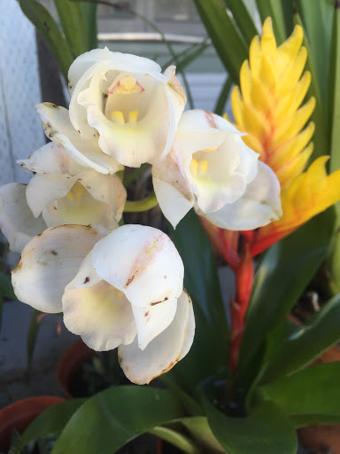 Tobacco Shop «Green House Smoke Shop», reviews and photos, 1428 Abbot Kinney Blvd, Venice, CA 90291, USA