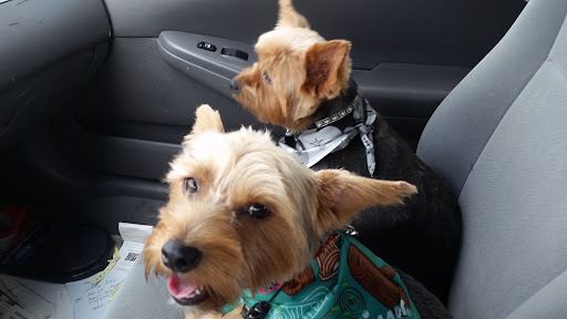 Pet Supply Store «PetSmart», reviews and photos, 637 Woodbury Glassboro Rd, Sewell, NJ 08080, USA